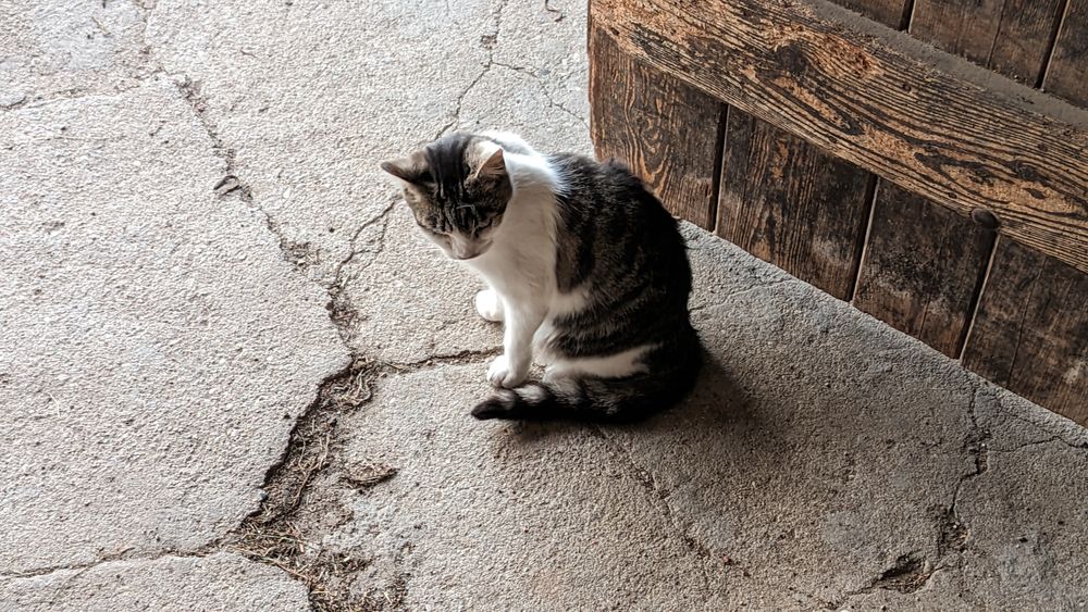 Młody kotek - oddam.