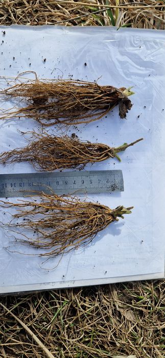 Продам саджанці полуниці(клубними, суниці)