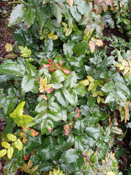 Mahonia pospolita (Mahonia aquifolium)