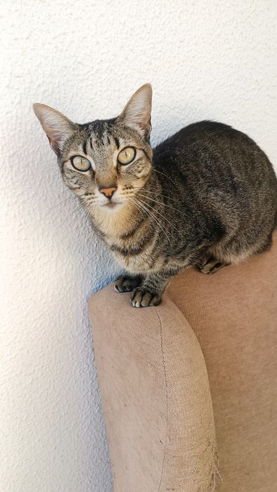 Doação 3 gatos castrados