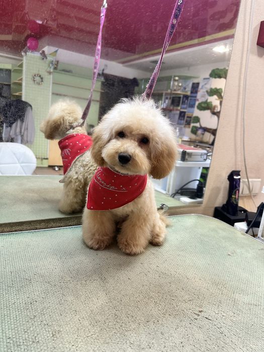 Красавчик пудель мальчик