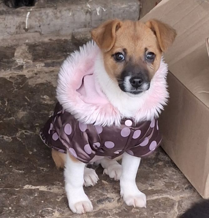 Маленькая собаченка ждёт свою хозяйку