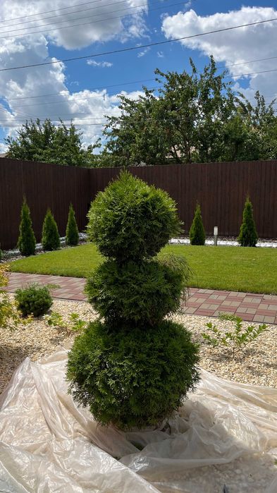 Топіарна стрижка.Нівакі.Скарифікація