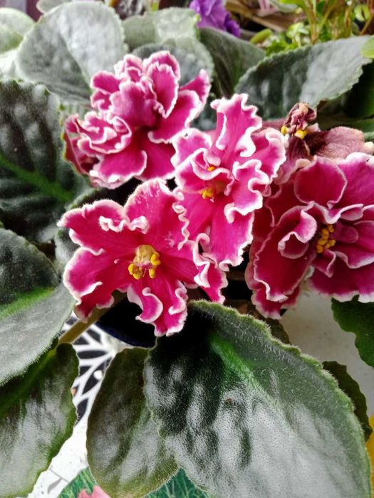 Фіалка( сенполія) квітуча