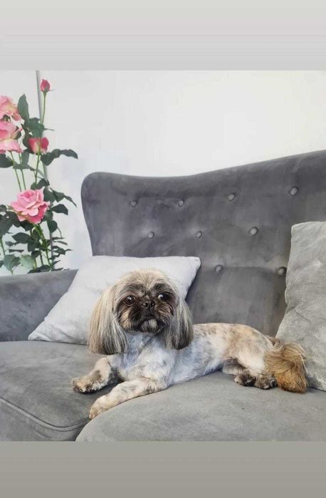 Shih tzu suczka - oddam w dobre ręce.