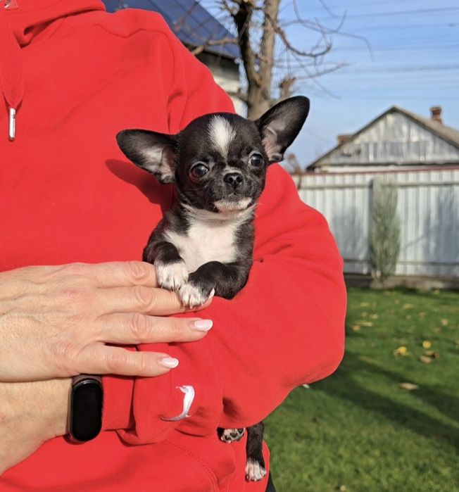 Чихуахуа. Чарівні красунчики.