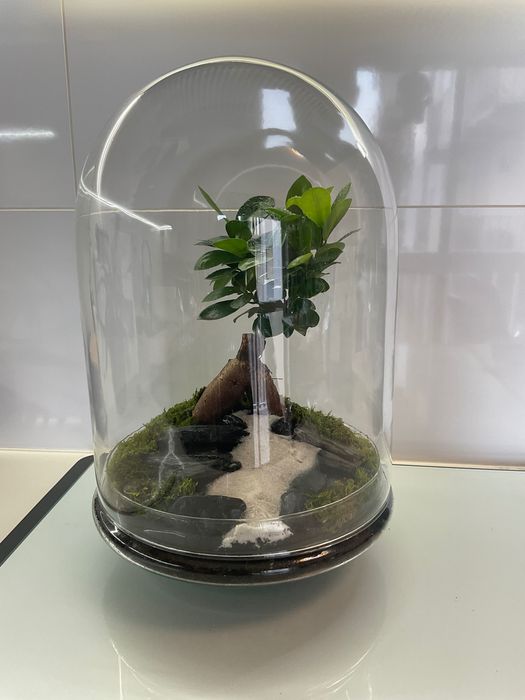 Terrario vidrio plantas naturais
