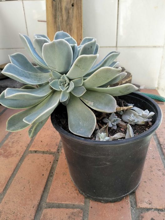 Suculenta familia Echeveria Rockrose
