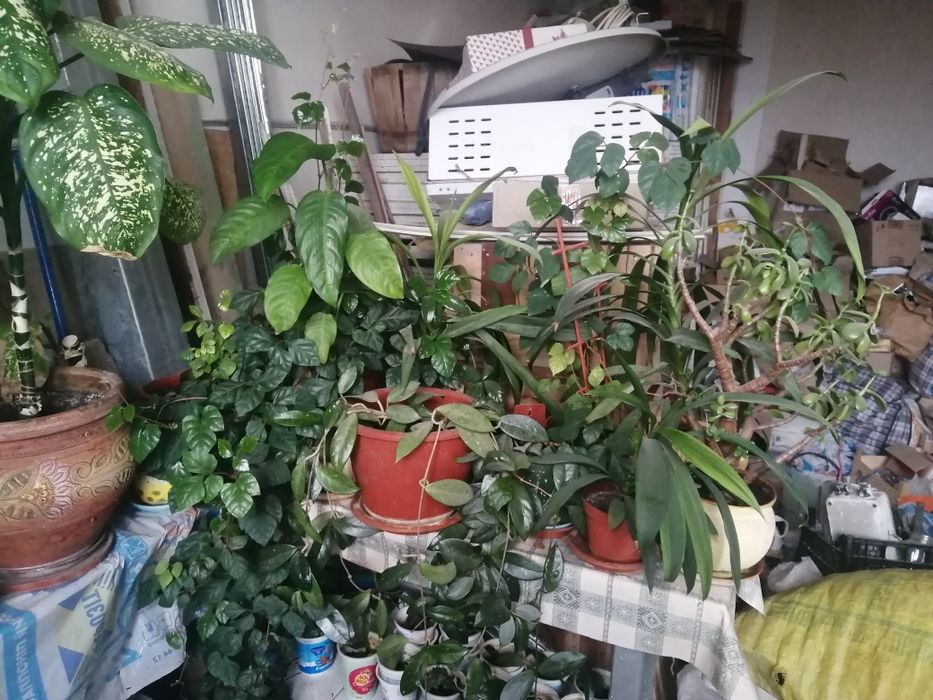 Кімнатні рослини різноманітні.