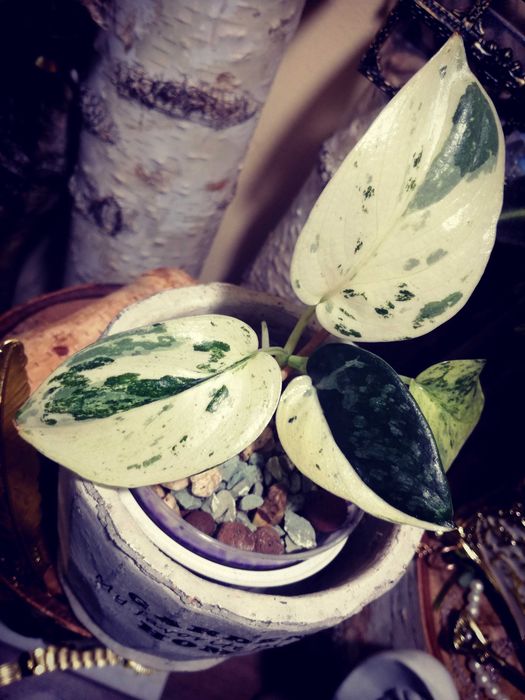 Scindapsus Mayari Marble Variegata NoID UNIKAT monstera philodendron