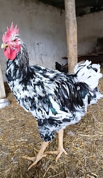 Galinhas Balão Sertaneja GSB