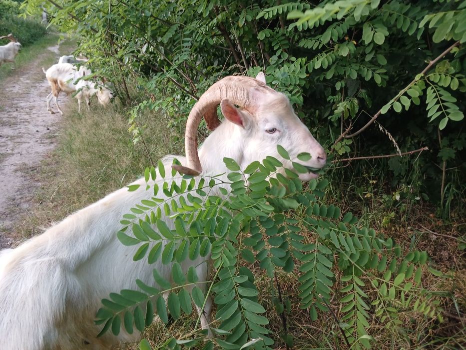 Козлики НА ПЛЕМ'Я