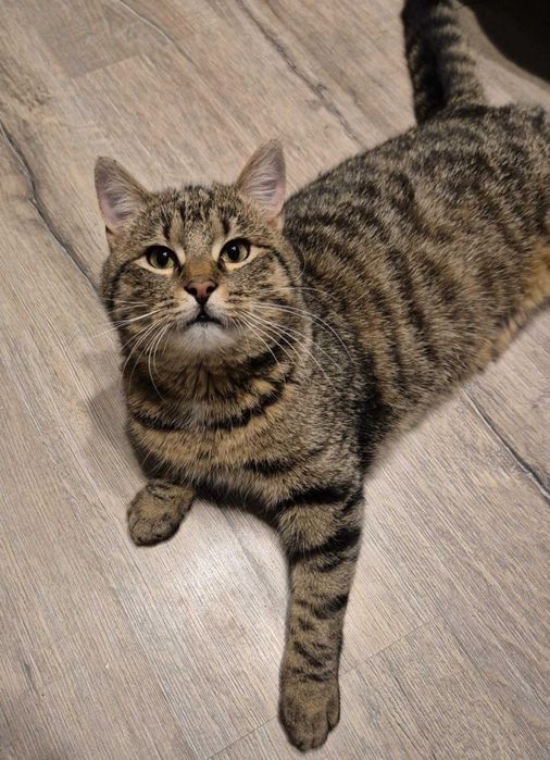 Grawitacja to tylko sugestia! Poznaj roztańczonego Vertigo.