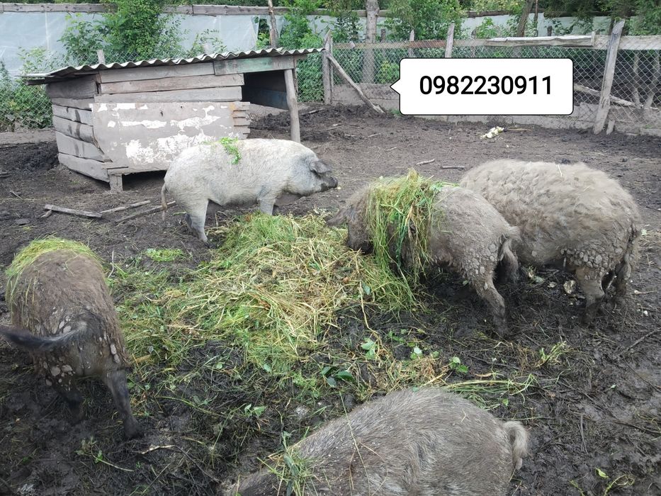 Свині на племя,мангалиці. мангалиця ,ТУШКИ (м'ясо, сало) 150 гр/кг ЕКО