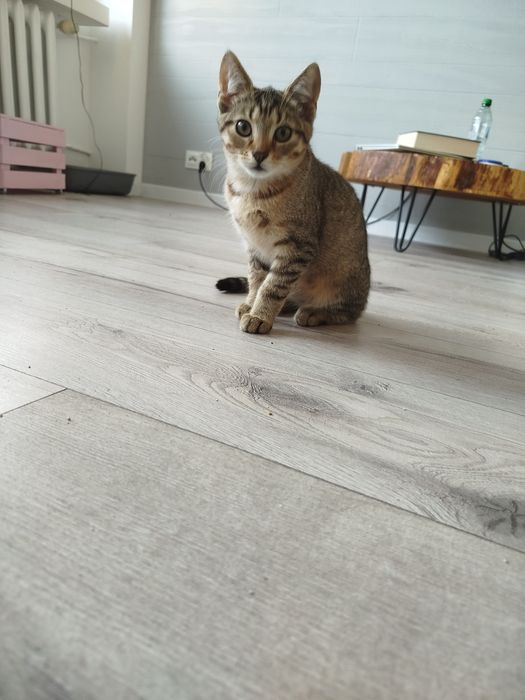 Urocza kotka do adopcji