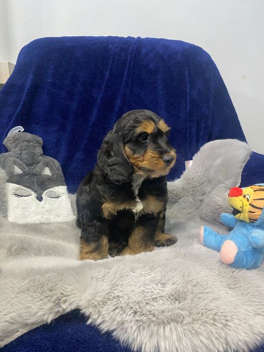 Sprzedam pięknego cockapoo