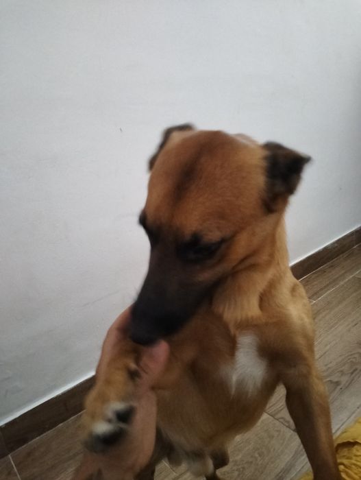 Doação de cão de caça
