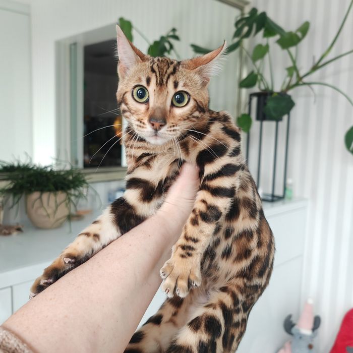 BENGAL kot bengalski DZIKIE piękno w domowym zaciszu Rodowód FPL