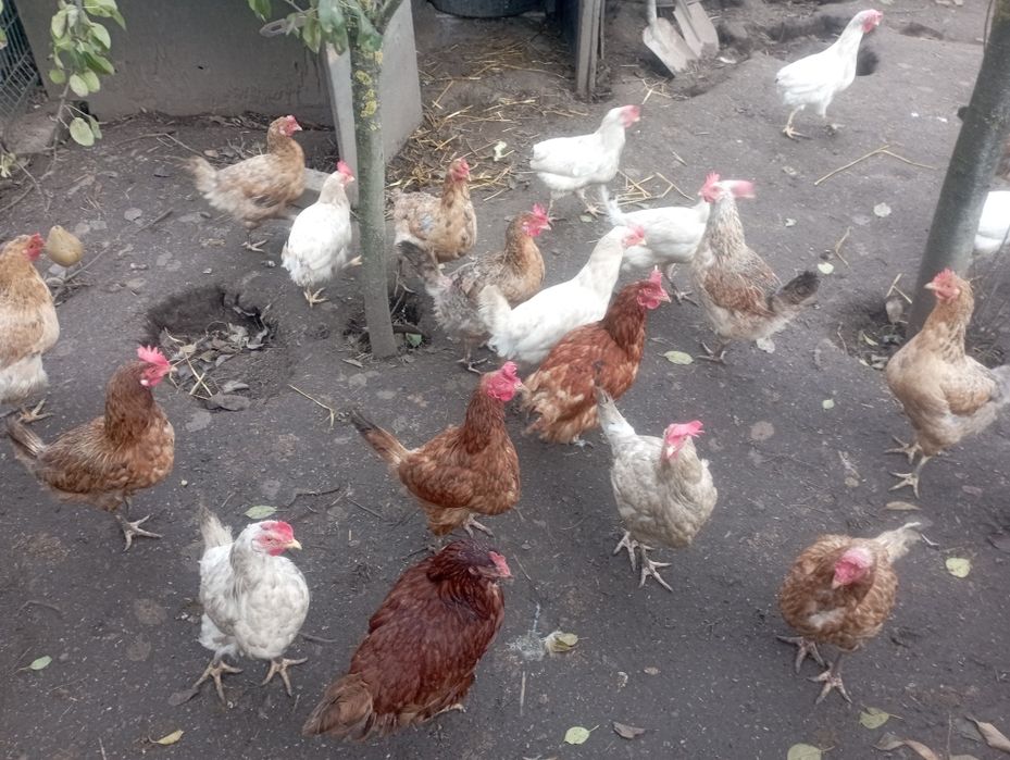 Кури несушки річні