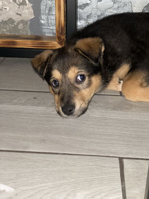 Отдам в хорошие руки Цуценя дівчинка /щенок