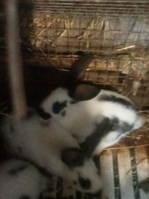 Gigante borboleta puros com várias idades