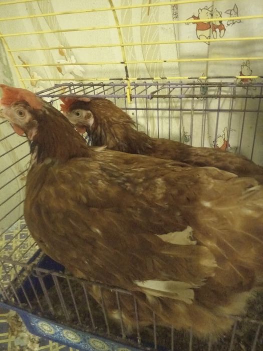 Кури несучки Ломан Сенді Ломан Браун