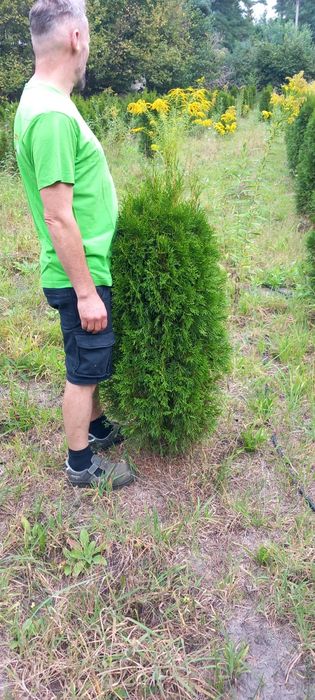 Thuja Szmaragd 120-140