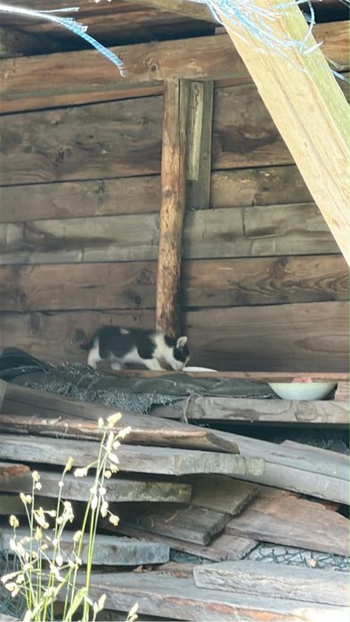 3 młode koty szukaja domów