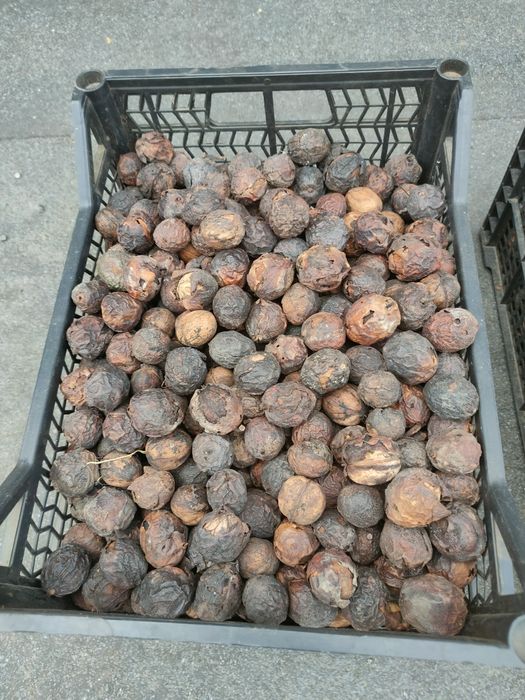 Продам грецкий орех