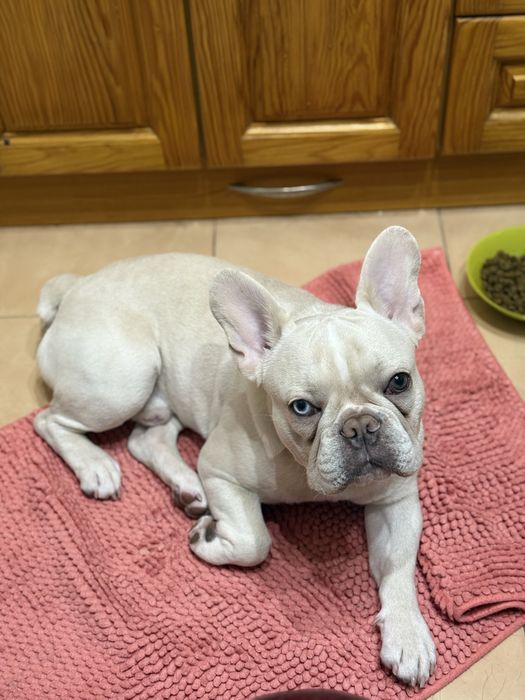 Індивідуальна перетримка тварин /Ніяких кліток/ котів / собак