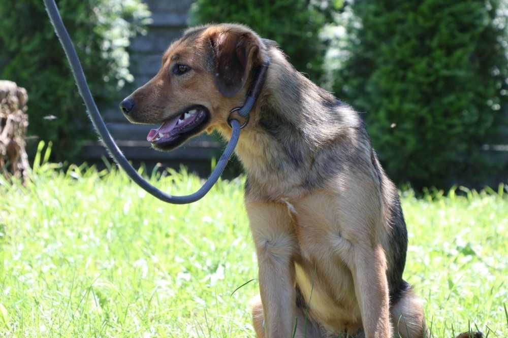 095477 Fredi do adopcji