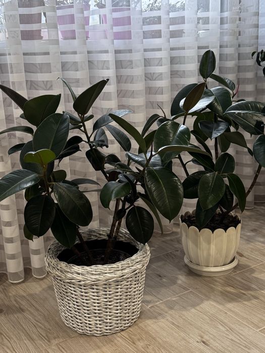 Фікуси для дому або офісу