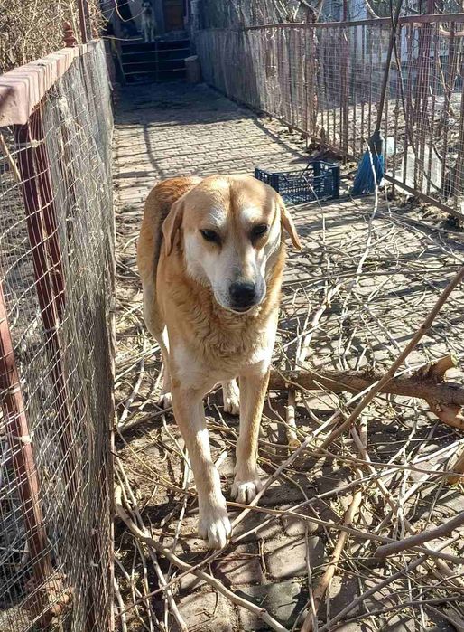 Джек в добрі руки