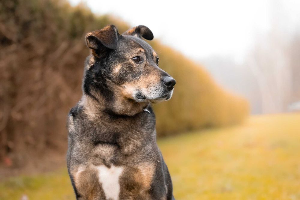 Wspaniały pieszczoch Amor - pies gotowy do adopcji