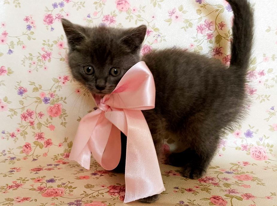 Продаються кошенята