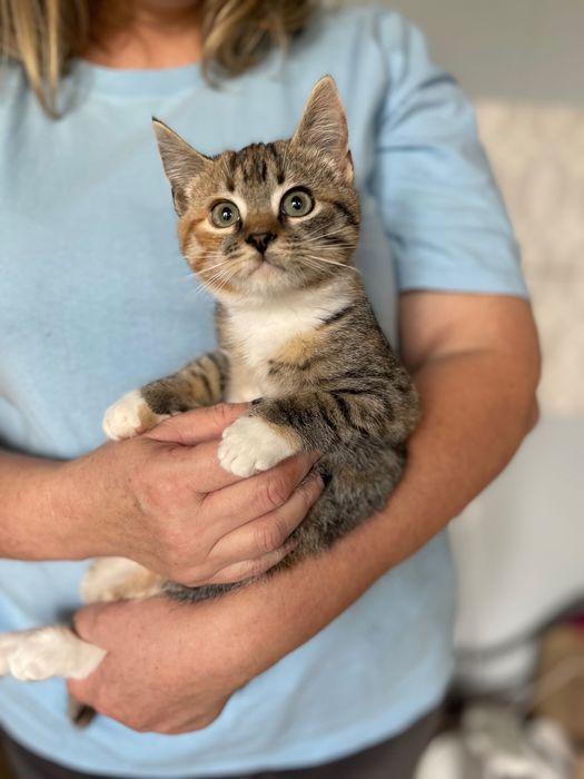 Котята котики отдам котенок девочка