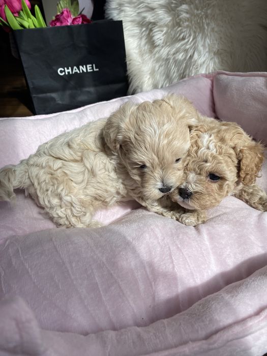 Карамельні красиві мальтипу