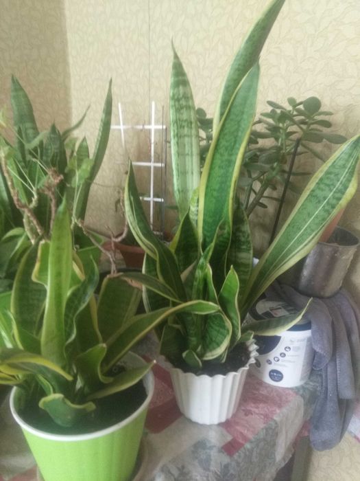 Продам сансевієрію Laurentii