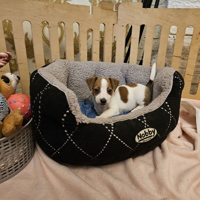 Хлопчик і дівчинка джек рассел терера готові до переїзду мають щепленн