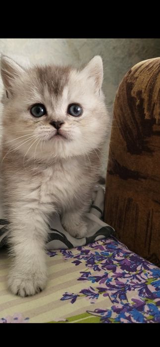 Шикарна  дівчинка