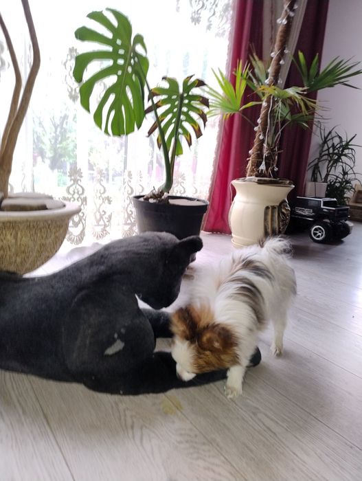 Піпільйон папійон