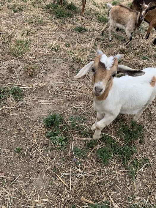 Vende se chibo Boer