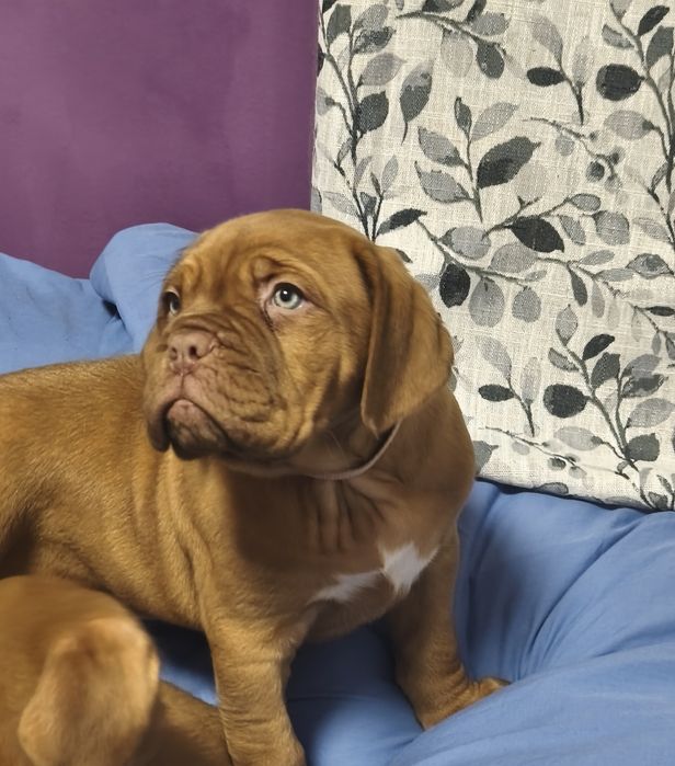 Dogue bordeaus menina