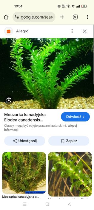 Rośliny Akwariowe mix