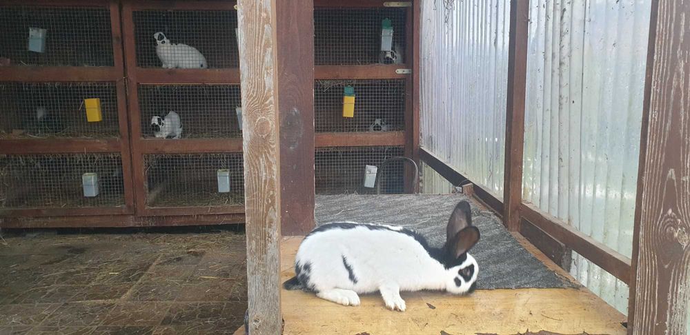 Króliki olbrzym srokacz samce i samice