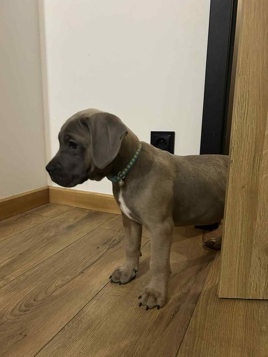 Cane corso Szczeniak Formętino SWKiPR