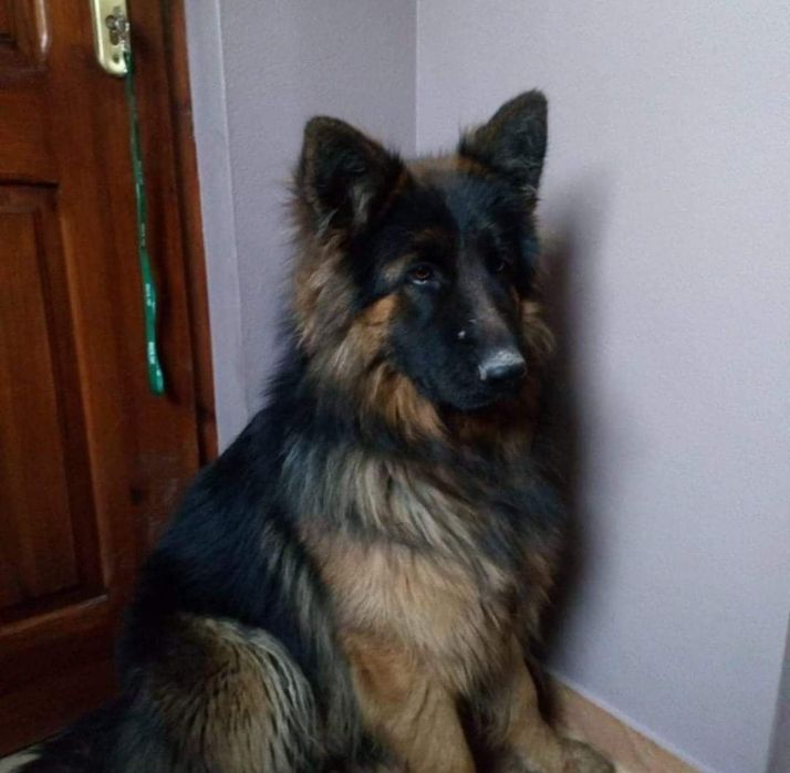 Sunia owczarek niemiecki zaginęła Flama poszukiwana w całej Polsce