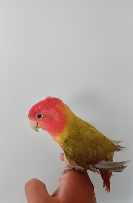 Rosicolis domésticos muito meigo