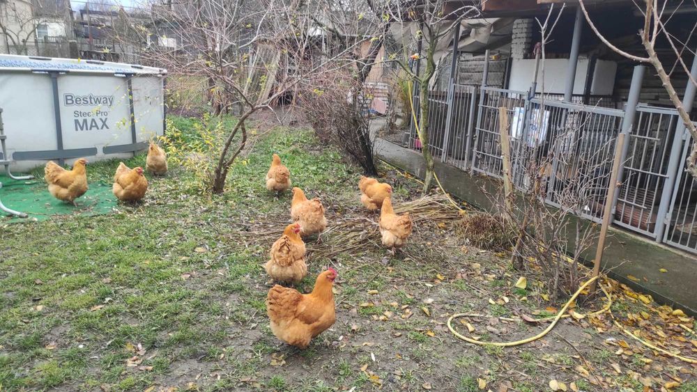 Продаж курей породи Орпінтон.