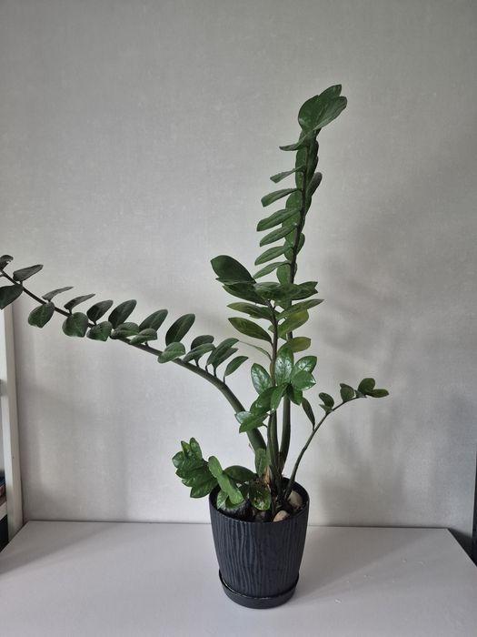 Замикулькас доллоровое дерево